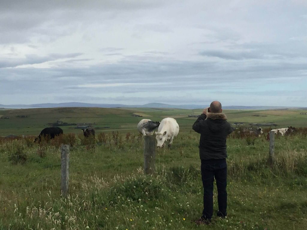 carretera-ruta-escocia-vacas